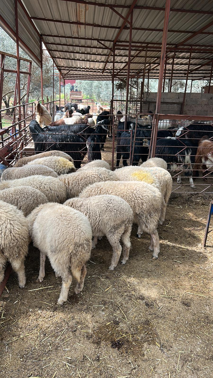 Merinos Koç